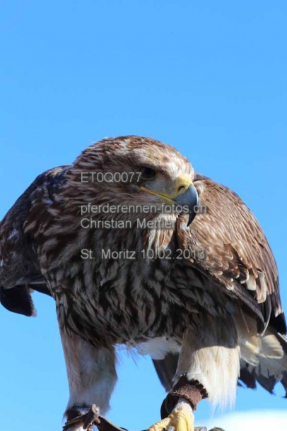 ET0Q0077 prot